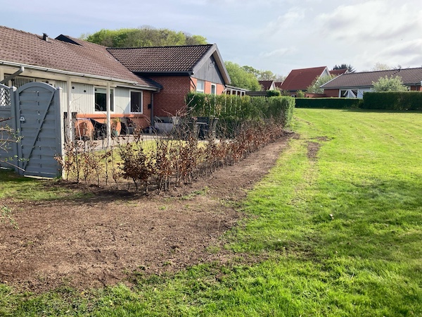 Beplantning af bøgehæk i Silkeborg – udført af Pondus Haver Beplantning af ny bøgehæk i villahave i Silkeborg – udført af anlægsgartner Pondus Haver.